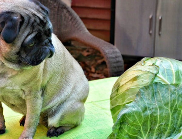 verdure e ortaggi per cani