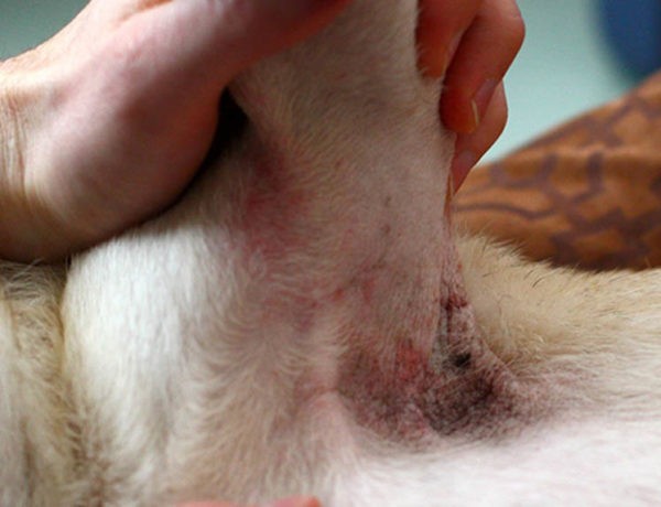 dermatite atopica cane carlino