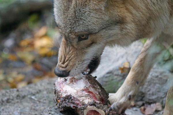 Questa immagine ha l'attributo alt vuoto; il nome del file è alimentazione-industriale-cane.jpg