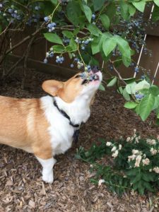 blueberries to dogs