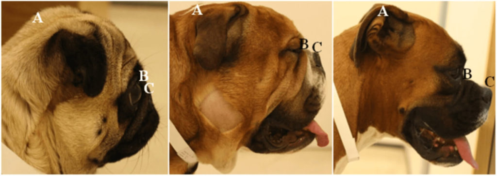 sindrome brachicefalica carlino