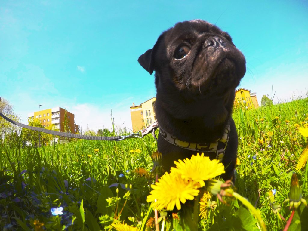 tarassaco nella ciotola dei cani