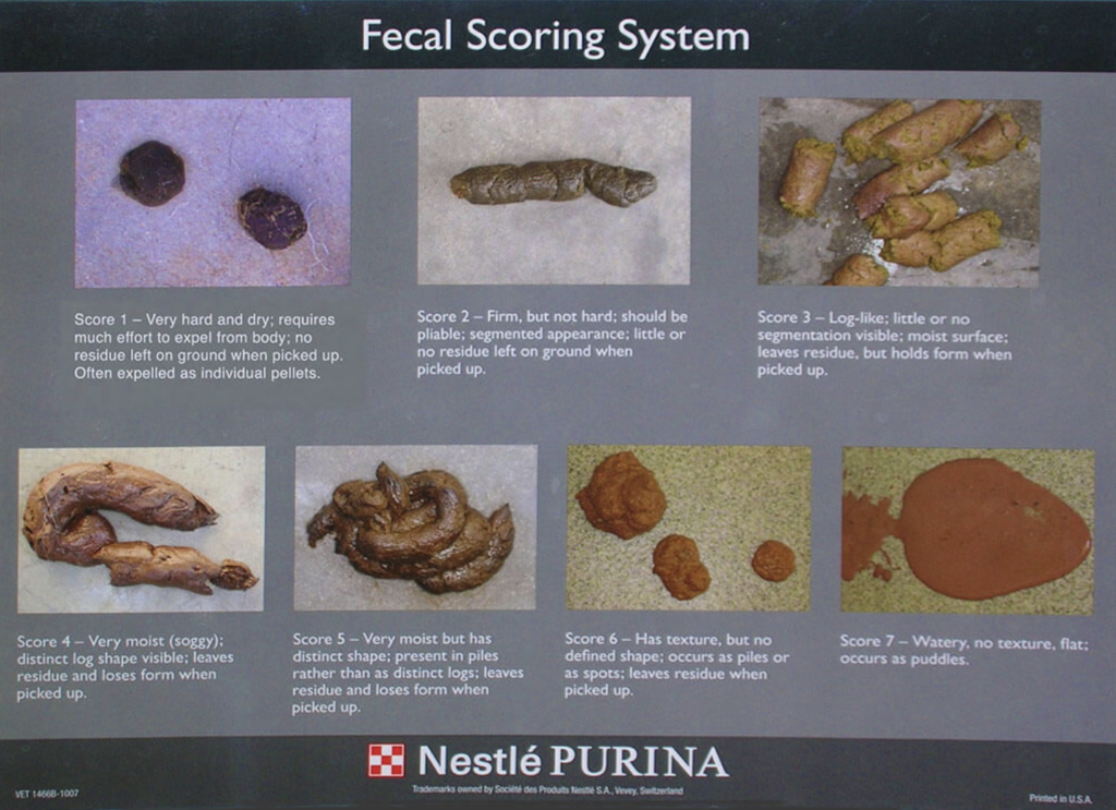 Il cane ha diarrea fecal score sistem