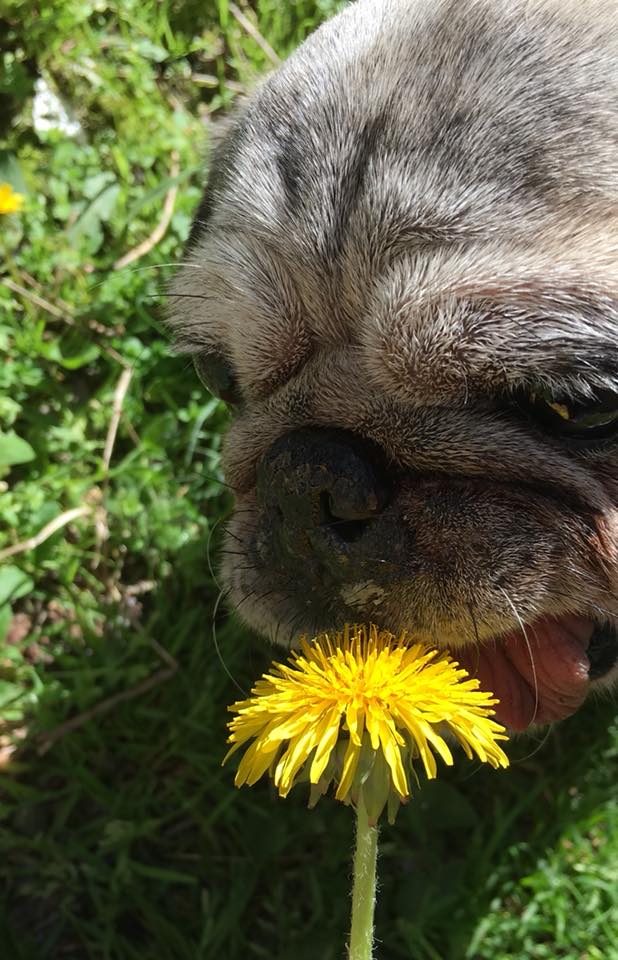 tarassaco per il cane carlino