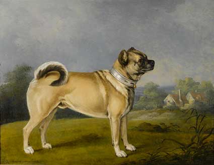 cane carlino raffigurato nell’arte del XIX 