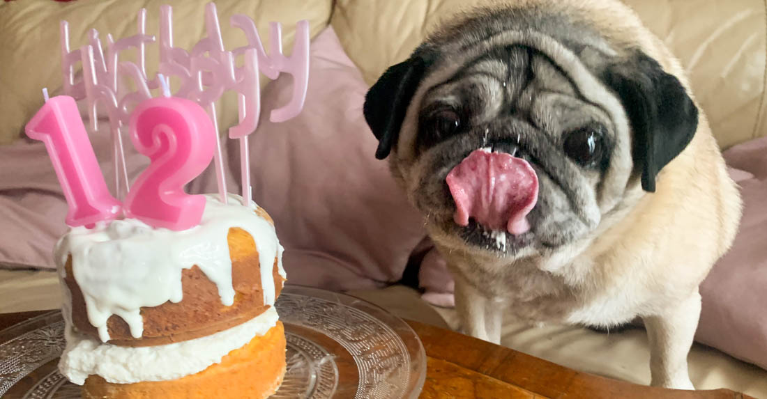 Torta di compleanno per cani con zucca e yogurt - Il carlino a modo mio