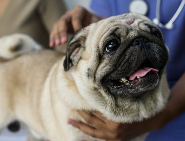 linee guida vaccini cane carlino