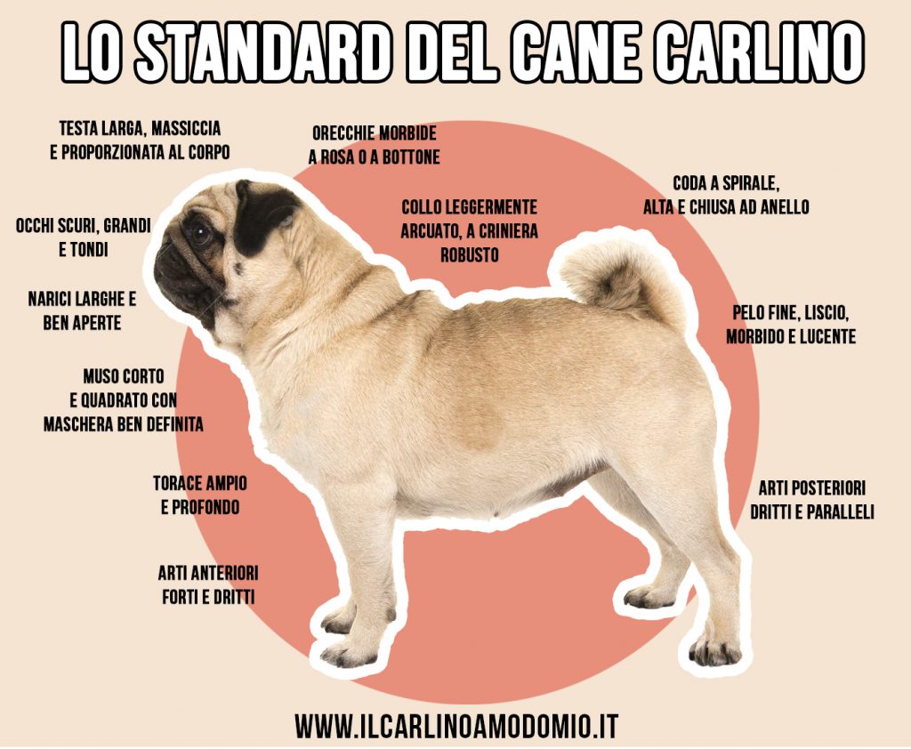 LO STANDARD DEL CANE CARLINO
