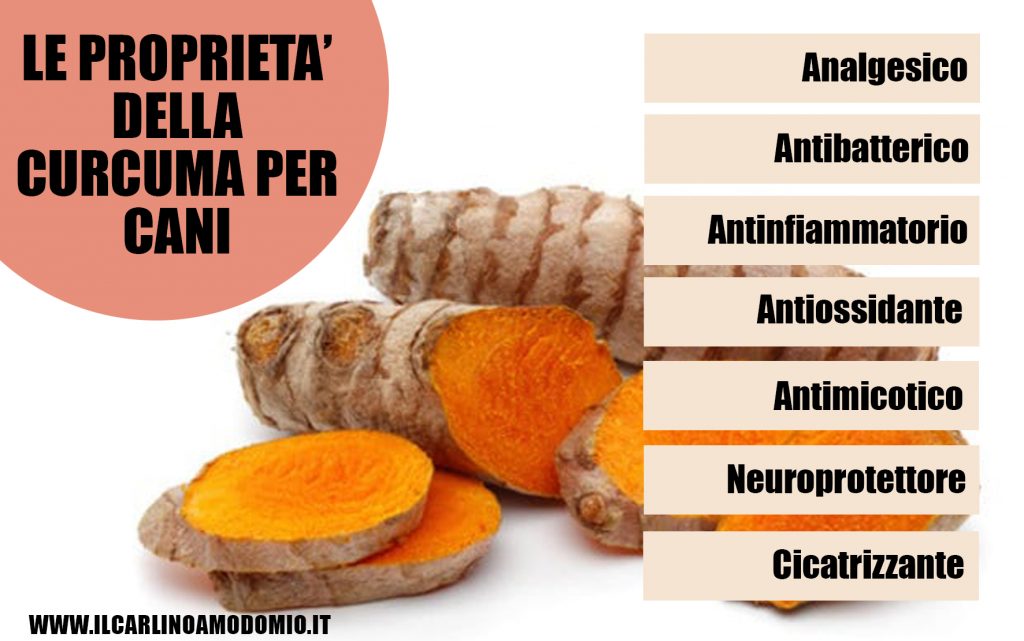 curcuma per cani