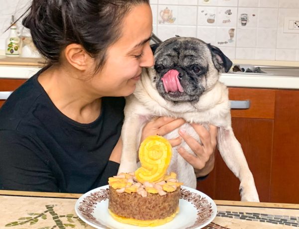 Compleanno giotto torta per cani