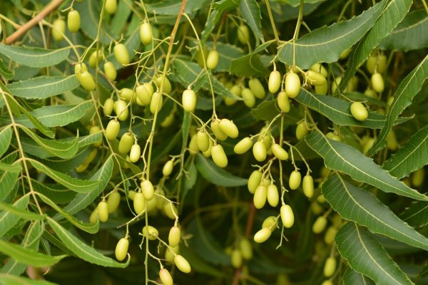 olio di neem per cani