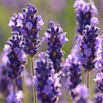 lavanda antiparassitari naturali cani